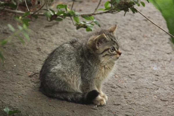 Wild European cat — Stock Photo, Image