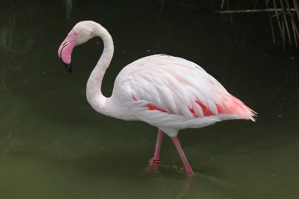 Flamingo superior selvagem — Fotografia de Stock