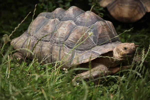 Wild Afrikaanse gestimuleerd schildpad — Stockfoto