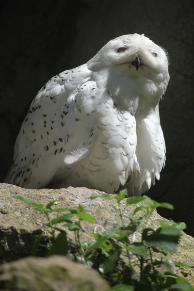 Vilda Uggla djur — Stockfoto