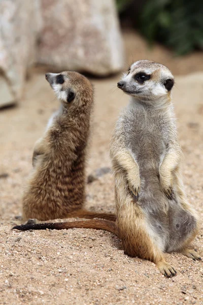 Meerkat sauvage animal — Photo
