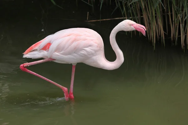 Wild Greater Flamingo — Stock Photo, Image