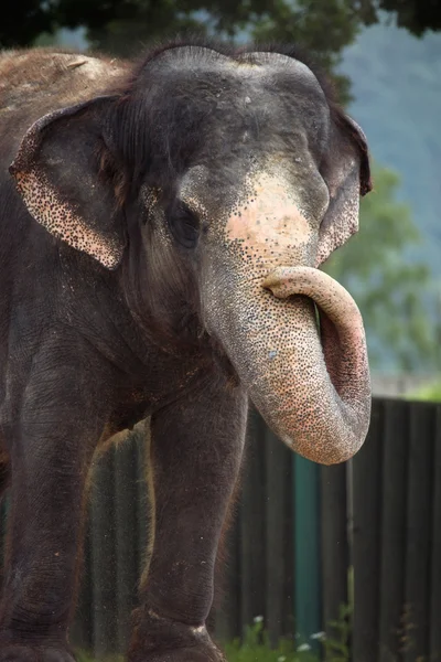 Wildes Elefantentier — Stockfoto