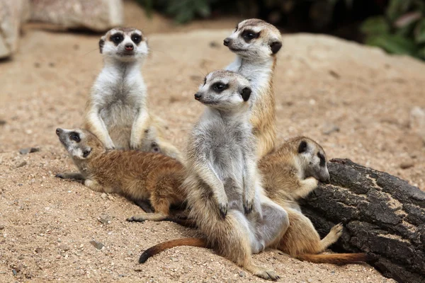 Vilda Meerkat djur — Stockfoto