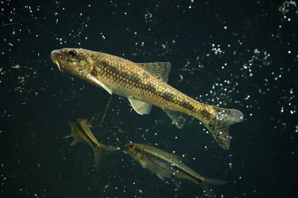 Wild Gudgeon and spirlin — Stock Photo, Image
