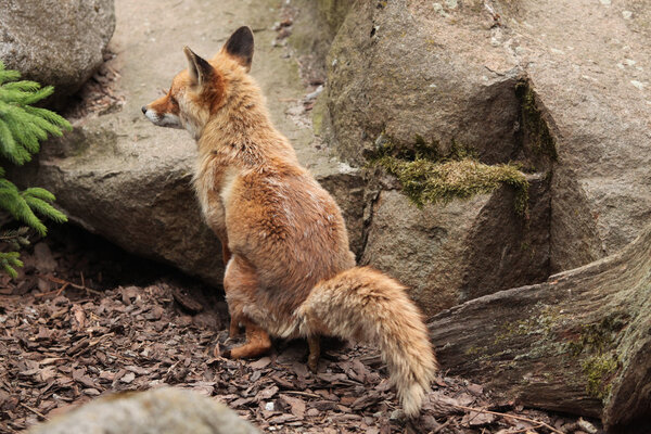 Wild Red fox