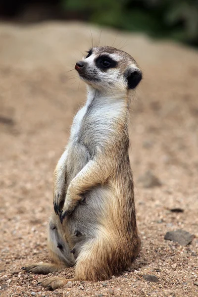 Animal salvaje de suricata — Foto de Stock