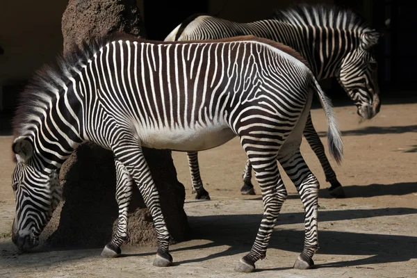 Wild Grevy's zebra — Stock Photo, Image