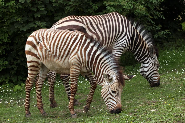 Vahşi Hartmann'ın Dağ zebrası — Stok fotoğraf