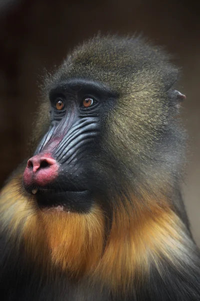 Mandril selvagem animal — Fotografia de Stock