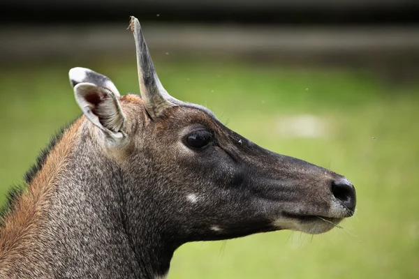 Nilgau divoké zvíře — Stock fotografie