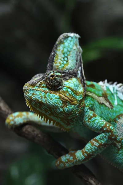 Wild Veiled chameleon — Stock Photo, Image