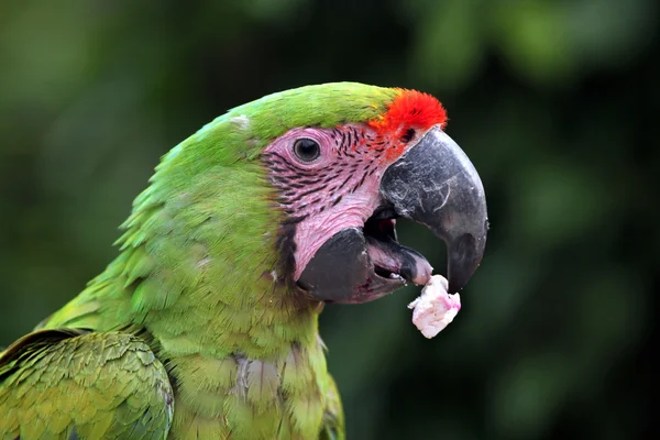 Papoušek divoké zvíře — Stock fotografie