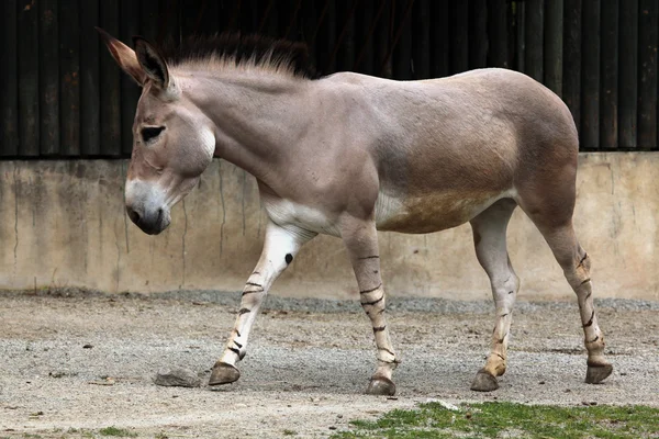 Wild Somali wild ass — Stock Photo, Image