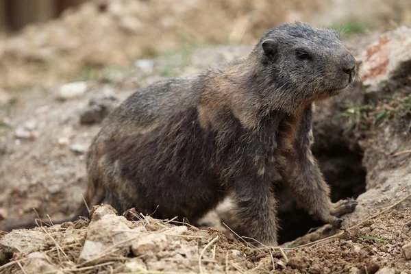 Wild Alpine marmot — Stock Photo, Image