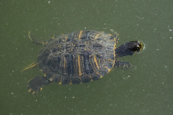 Wild Red-eared slider — Stock Photo, Image