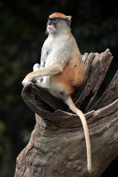 Macaco-patas selvagem — Fotografia de Stock