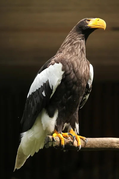 Wild eagle  animal — Stock Photo, Image