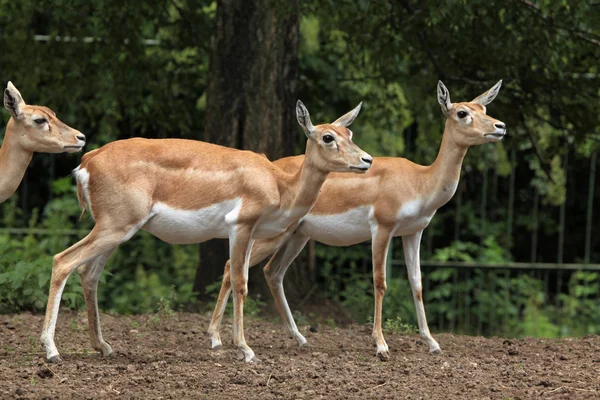 Wild blackbuck animal — Stock Photo, Image