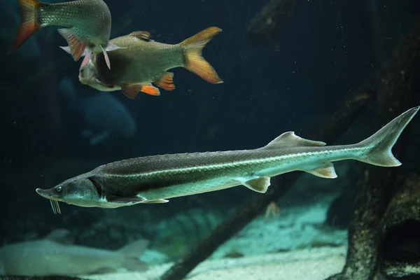 Wild Sterlet and rudd — Stock Image Wild Sterlet and rudd Stock Image