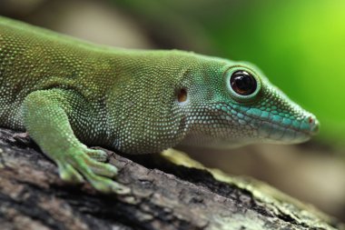 Wild Koch's giant day gecko clipart