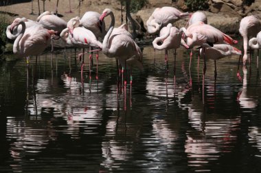 Vahşi büyük Flamingo
