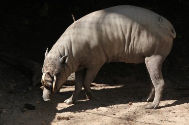 Vahşi Sulawesi babirusa