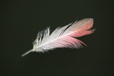 Greater flamingo  feather. clipart
