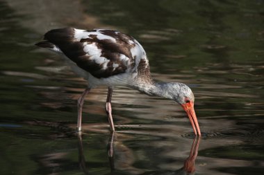 Vahşi Amerikan beyaz Ibis