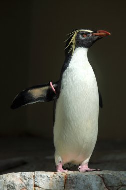 Vahşi Northern rock hopper penguen