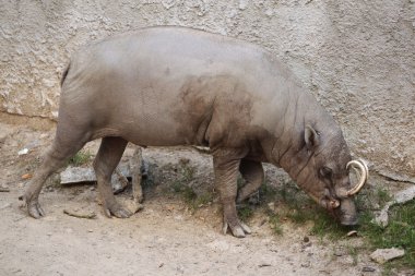 Vahşi Sulawesi babirusa