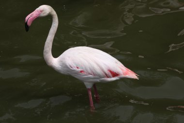Vahşi büyük Flamingo