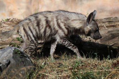 Wild Striped hyena clipart