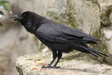 Wild Common raven clipart