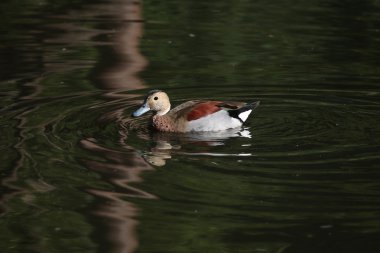 Vahşi halkalı deniz mavisi