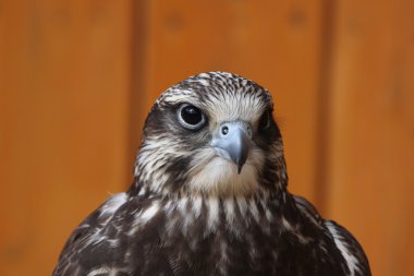 Vahşi Saker Şahini