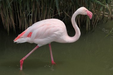 Vahşi büyük Flamingo
