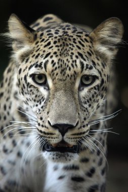 Vahşi Farsça leopar