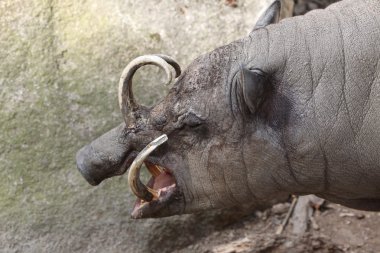 Vahşi Sulawesi babirusa