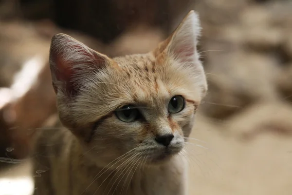 Chat des sables sauvages — Photo