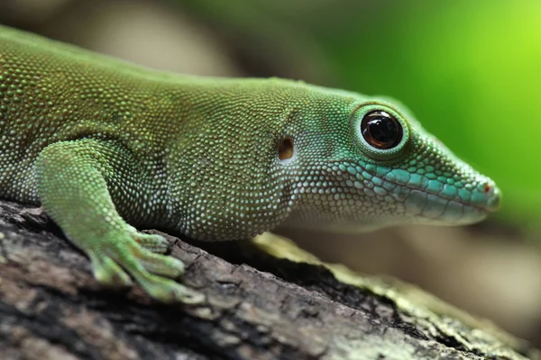 Gecko γίγαντας ημέρα του Koch άγρια — Φωτογραφία Αρχείου