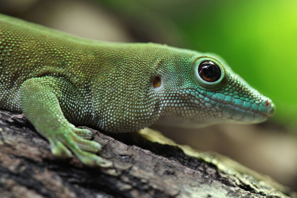 Wild Koch's giant day gecko