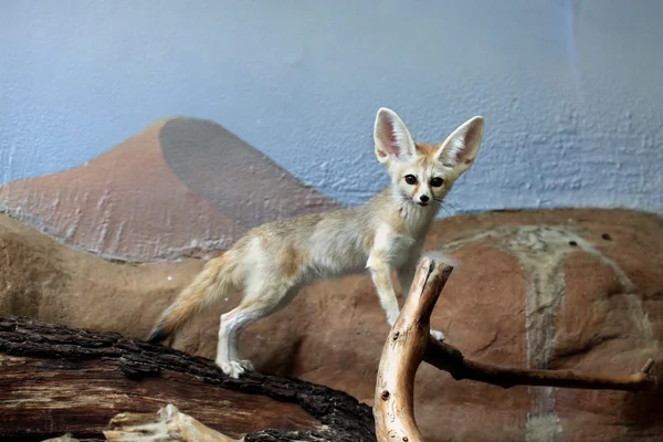 Zorro salvaje Fennec — Foto de Stock