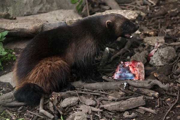 Wild Wolverine  glutton. — Stock Photo, Image