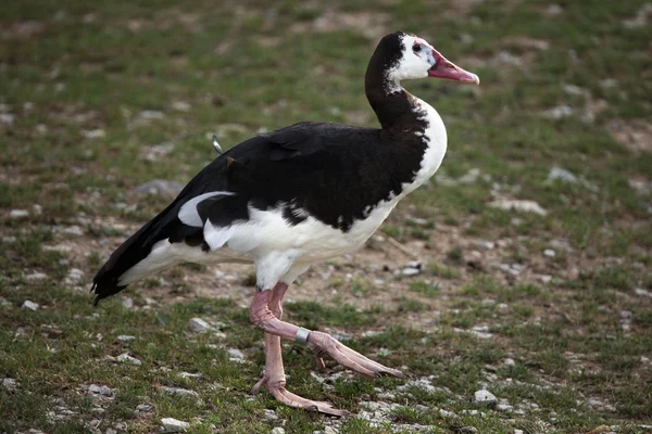 Wild Spur-winged goose — Stock Photo, Image