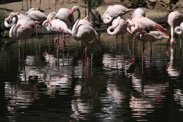 Flamingo superior selvagem — Fotografia de Stock