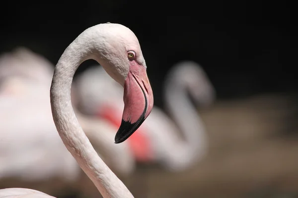 Pink Greater flamingo — Stock Photo, Image