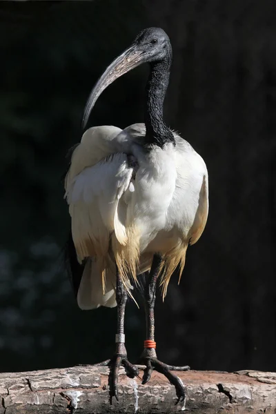 Ibis sagrado africano salvaje — Foto de Stock