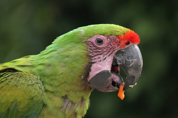 Grande arara verde selvagem — Fotografia de Stock