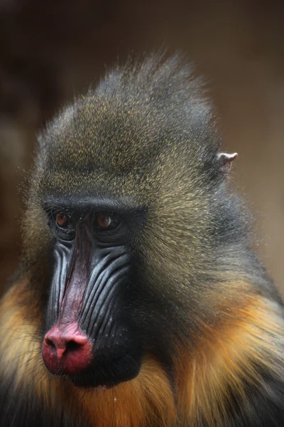 Mandril selvagem animal — Fotografia de Stock